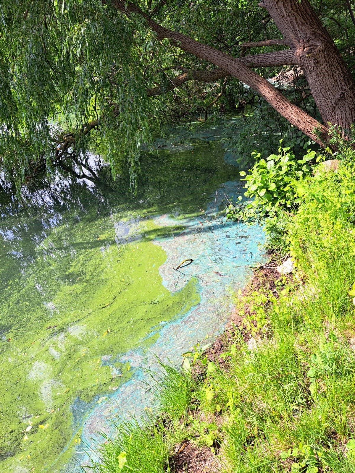 Vorsicht: Blaualgen im Schwarzen See