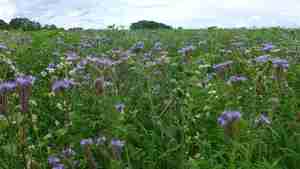 Jetzt Blühpatenschaft übernehmen