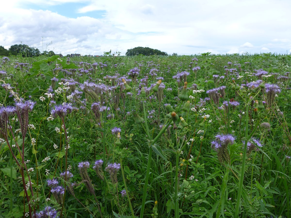 Jetzt Blühpatenschaft übernehmen