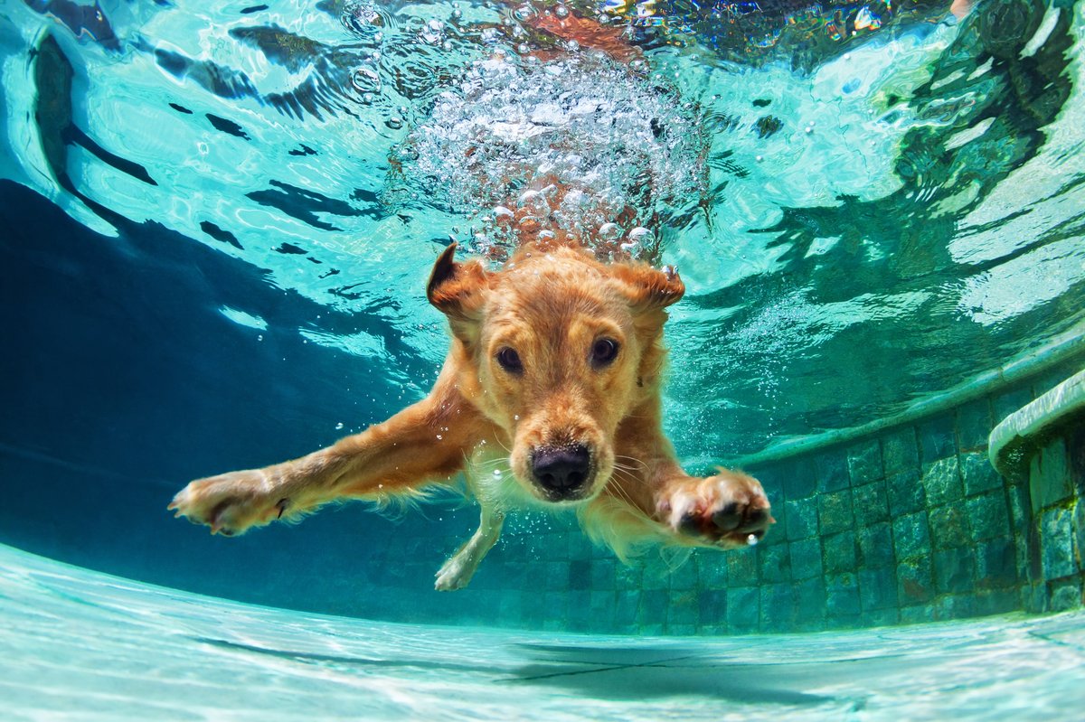 Hundeschwimmen zum Abschluss der Freibadsaison