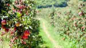 Äpfel, Kirschen und Co. selbst ernten