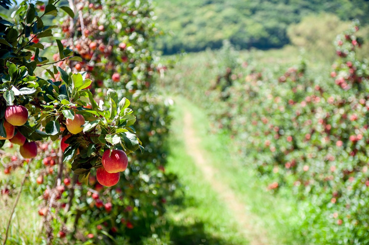 Äpfel, Kirschen und Co. selbst ernten